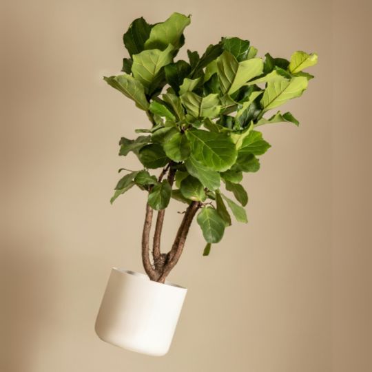 Fiddle-leaf fig