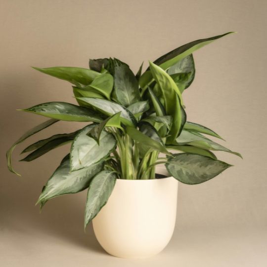 Aglaonema Silver Queen