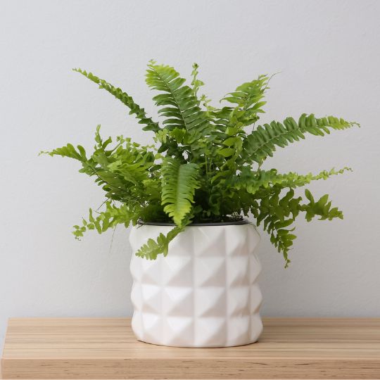 Boston Fern
