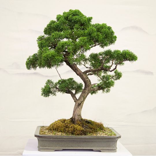 Casuarina Bonsai