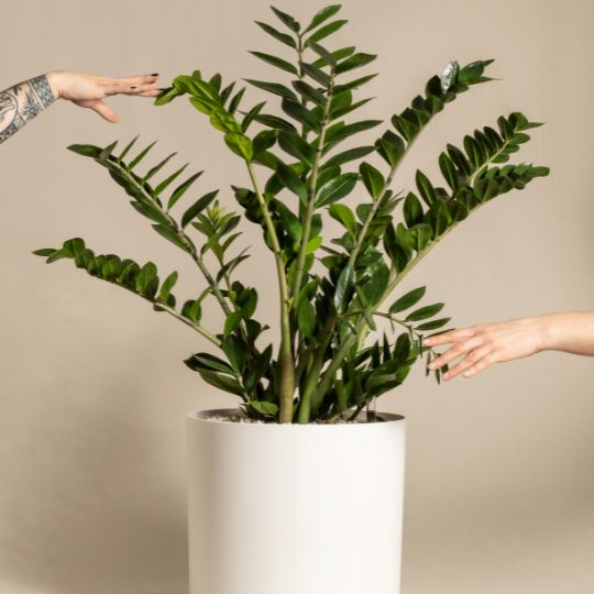 Zamioculcas zamiifolia