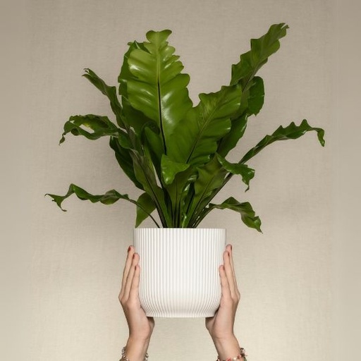 [FERM] Bird's-nest fern