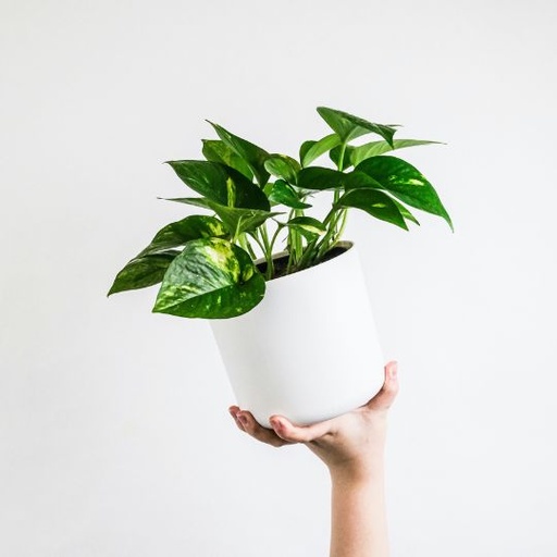 [APUM] Epipremnum aureum