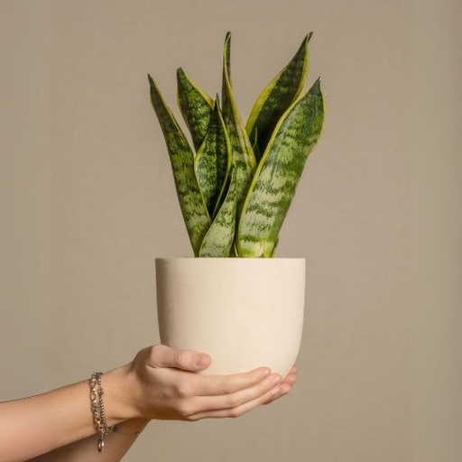 [DRTM] Dracaena trifasciata