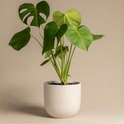 [MODL] Monstera Deliciosa