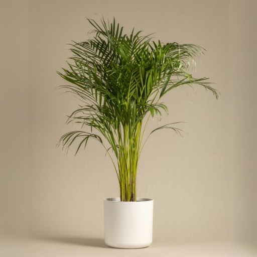 [ARCL] Areca palm