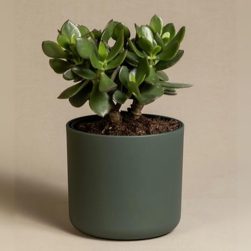 [ZDPS] Jade plant