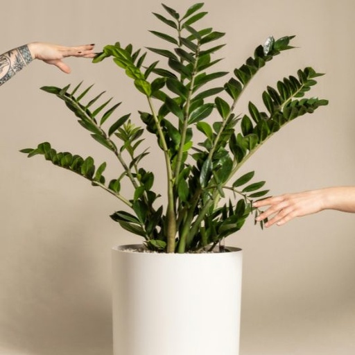 [ZAZL] Zamioculcas zamiifolia