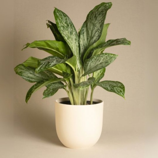 [AGGM] Aglaonema Greenlight